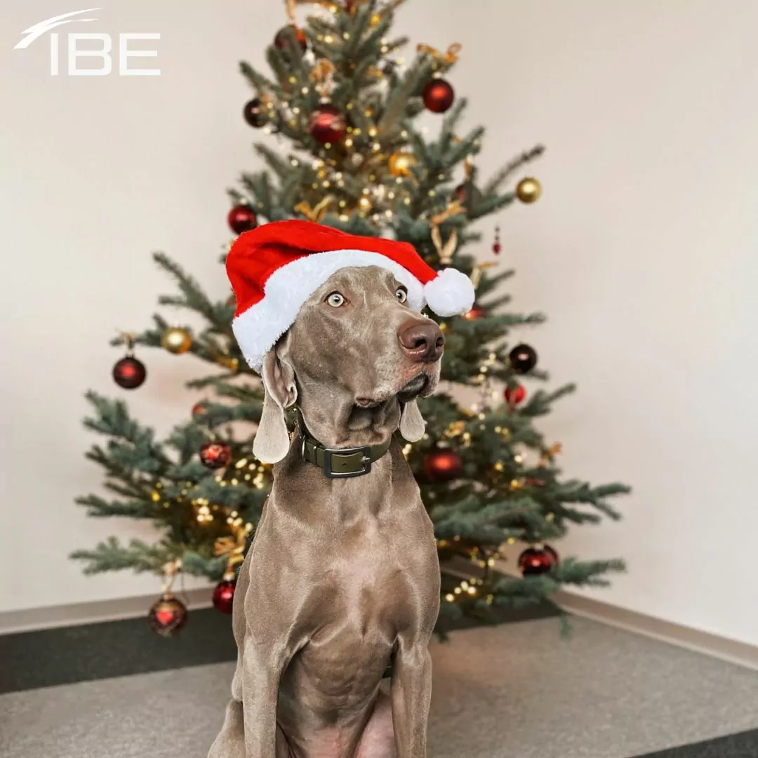 Christmas @ IBE 1